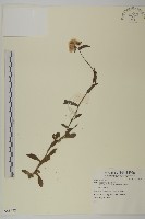 登錄號:S081478藏品圖，第1張