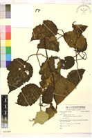 登錄號:S081484藏品圖，第1張