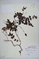 登錄號:S081499藏品圖，第1張