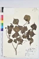 烏臼藏品圖，第1張