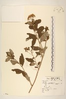 登錄號:S081519藏品圖，第1張