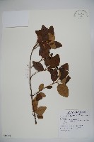 登錄號:S081525藏品圖，第1張