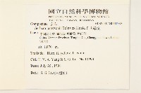 火輪菊藏品圖，第2張