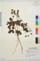 登錄號:S081540藏品圖，第1張