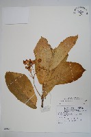 登錄號:S081546藏品圖，第1張