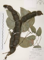 血藤、青山籠藏品圖，第1張