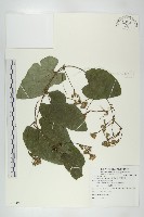 芋葉括樓藏品圖，第1張