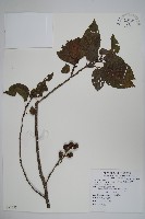 臺灣赤楊、臺灣榿木藏品圖，第1張