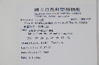 臺灣赤楊、臺灣榿木藏品圖，第2張