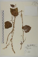 登錄號:S081560藏品圖，第1張