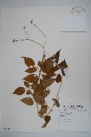 登錄號:S081561藏品圖，第1張