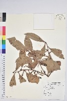 地檀香藏品圖，第1張