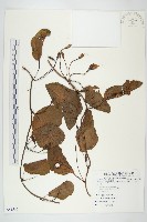 山土瓜藏品圖，第1張