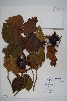 華榛藏品圖，第1張