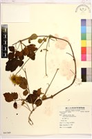 登錄號:S081569藏品圖，第1張