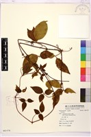 登錄號:S081570藏品圖，第1張