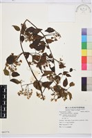 小蓑衣藤藏品圖，第1張