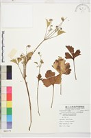 毛茛葉鐵線蓮藏品圖，第1張