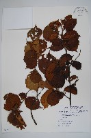 滇榛藏品圖，第1張