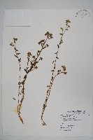 風鈴草藏品圖，第1張