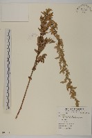 登錄號:S081583藏品圖，第1張