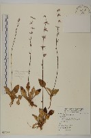 雲南兔兒風藏品圖，第1張