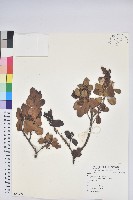 登錄號:S081591藏品圖，第1張