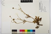 登錄號:S081595藏品圖，第1張