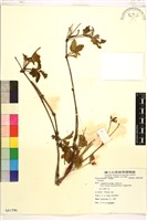 登錄號:S081596藏品圖，第1張