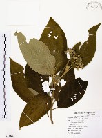 山煙草藏品圖，第1張