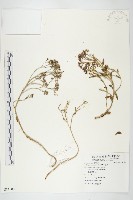 景天藏品圖，第1張