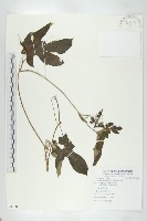 括樓藏品圖，第1張