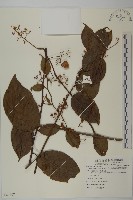 昆明山海棠藏品圖，第1張