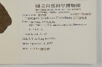 昆明山海棠藏品圖，第2張