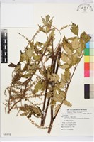 登錄號:S081610藏品圖，第1張