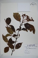 登錄號:S081611藏品圖，第1張