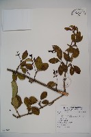 登錄號:S081612藏品圖，第1張