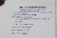 鬼吹簫藏品圖，第2張