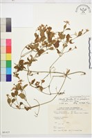 鵝鑾鼻鐵線蓮藏品圖，第1張