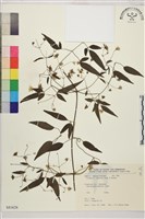 田村氏鐵線蓮藏品圖，第1張