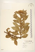 翼莖闊苞菊藏品圖，第1張