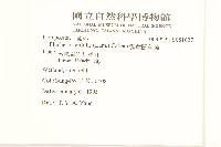 翼莖闊苞菊藏品圖，第2張