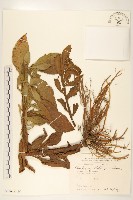 翼莖闊苞菊藏品圖，第2張