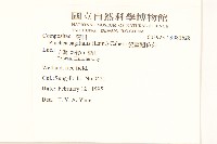 翼莖闊苞菊藏品圖，第4張