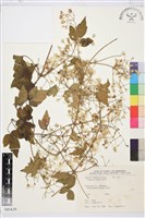 串鼻龍藏品圖，第1張