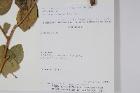 登錄號:S081644藏品圖，第2張