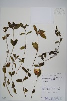 登錄號:S081645藏品圖，第1張