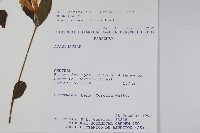 登錄號:S081645藏品圖，第2張