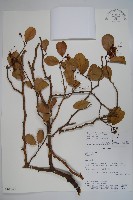 登錄號:S081647藏品圖，第1張