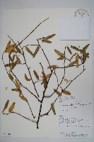 登錄號:S081648藏品圖，第1張